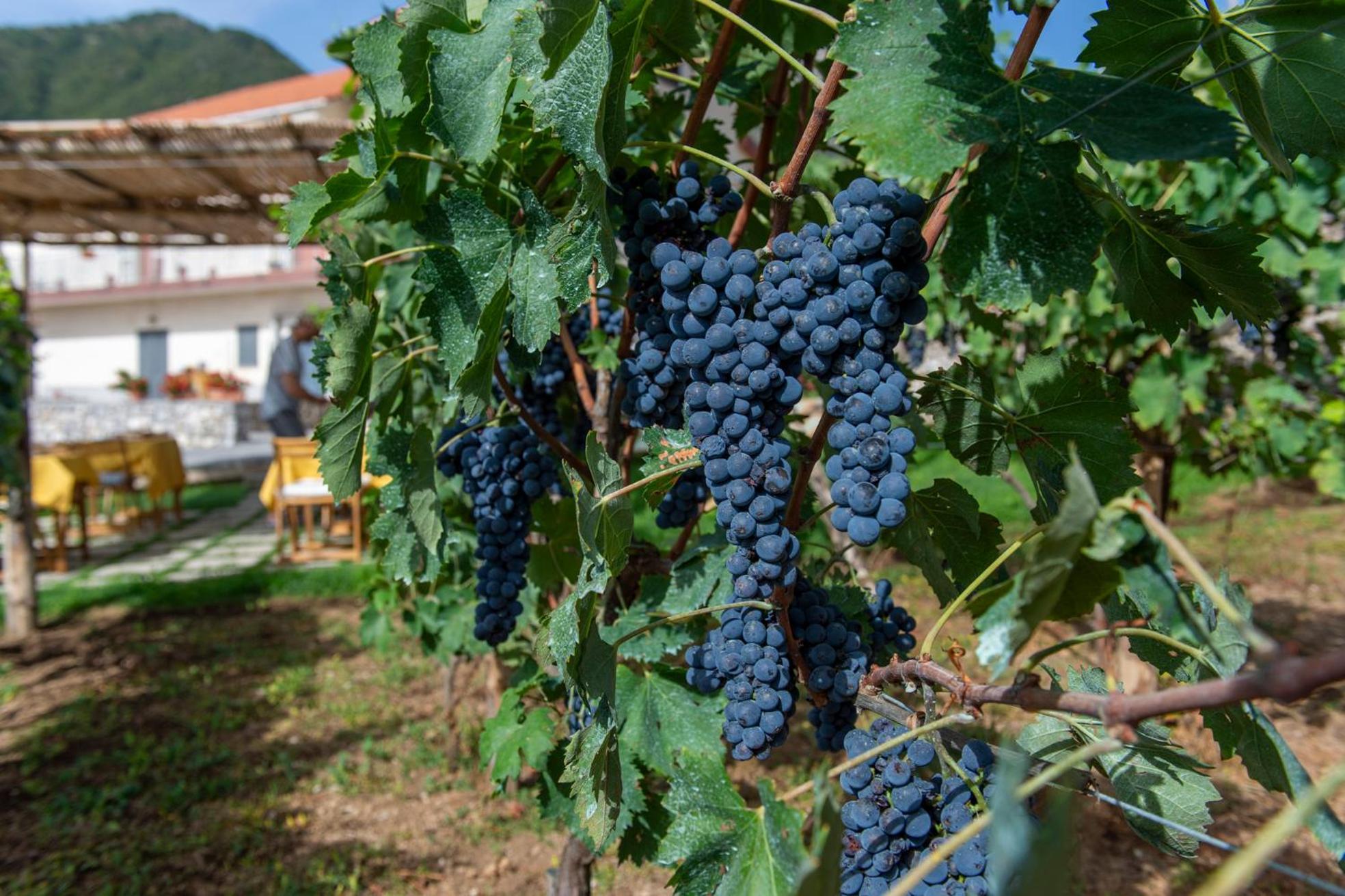 아제롤라 Il Vigneto Di Nonno Pietro B&B 외부 사진